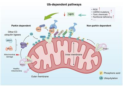 Progress in the mechanism of functional dyspepsia: roles of mitochondrial autophagy in duodenal abnormalities